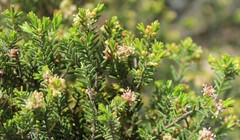Passerina obtusifolia