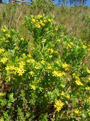 Osteospermum moniliferum