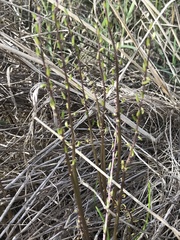 Triglochin laxiflora