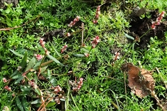 Persicaria minor