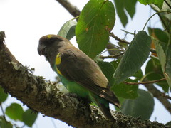 Poicephalus meyeri