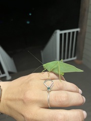 Microcentrum rhombifolium