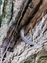 Limax maximus