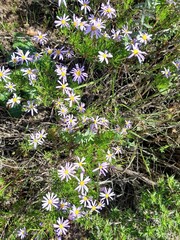Felicia filifolia