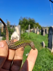 Podarcis siculus campestris