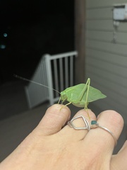 Microcentrum rhombifolium