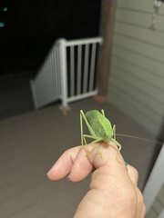 Microcentrum rhombifolium