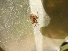 Anyphaena accentuata