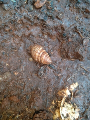 Pachymelania byronensis