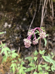 Eupatorium formosanum