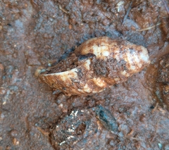 Pachymelania byronensis