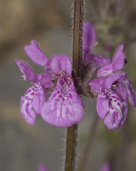 Stachys grandidentata