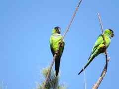 Aratinga nenday