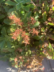 Phedimus kamtschaticus