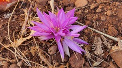 Colchicum feinbruniae