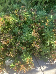 Phedimus kamtschaticus