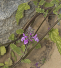 Stachys grandidentata