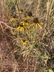 Rudbeckia missouriensis