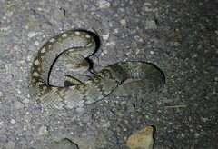 Crotalus ornatus