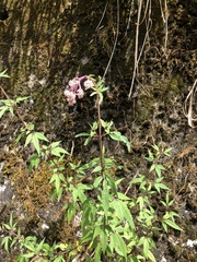 Eupatorium formosanum