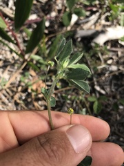 Medicago lupulina