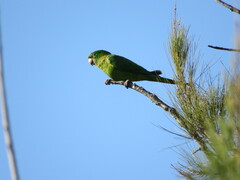 Psittacara leucophthalmus