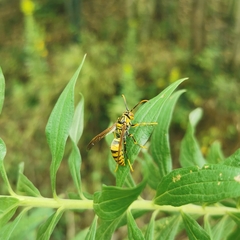 Polistes rothneyi