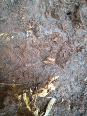 Pachymelania byronensis