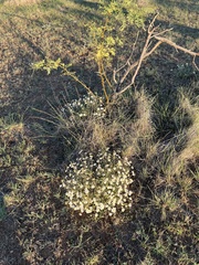 Melampodium leucanthum
