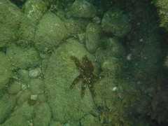 Coscinasterias tenuispina
