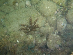 Coscinasterias tenuispina