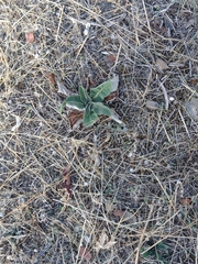 Verbascum pulverulentum
