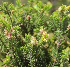 Passerina obtusifolia
