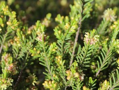 Passerina obtusifolia
