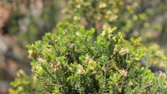 Passerina obtusifolia