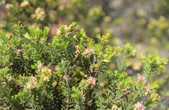 Passerina obtusifolia