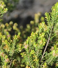 Passerina obtusifolia