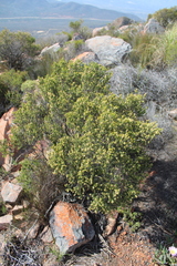 Passerina obtusifolia
