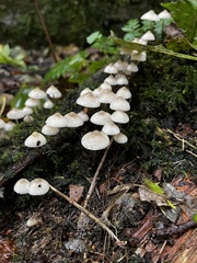 Mycena galericulata