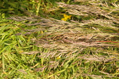 Agrostis stolonifera