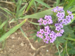 Heliotropium amplexicaule