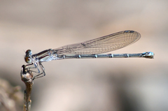 Argia oenea