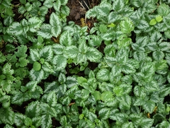Lamium galeobdolon argentatum