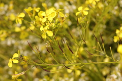 Raphanus raphanistrum landra