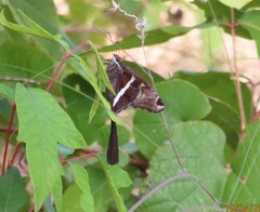 Chioides albofasciatus
