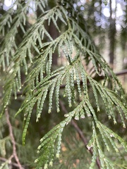Thuja plicata