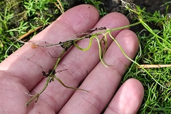 Pilularia globulifera