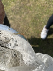 Zelus cervicalis