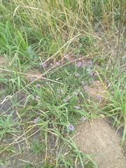 Heliotropium amplexicaule