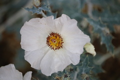 Argemone polyanthemos